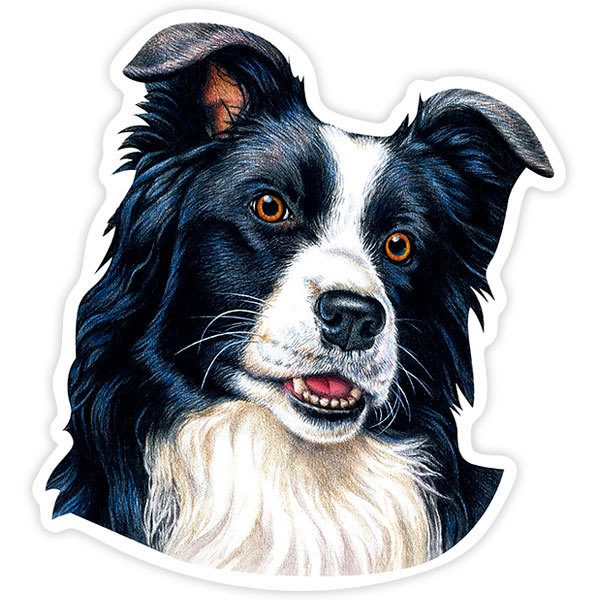 Adesivi per Auto e Moto: Border Collie