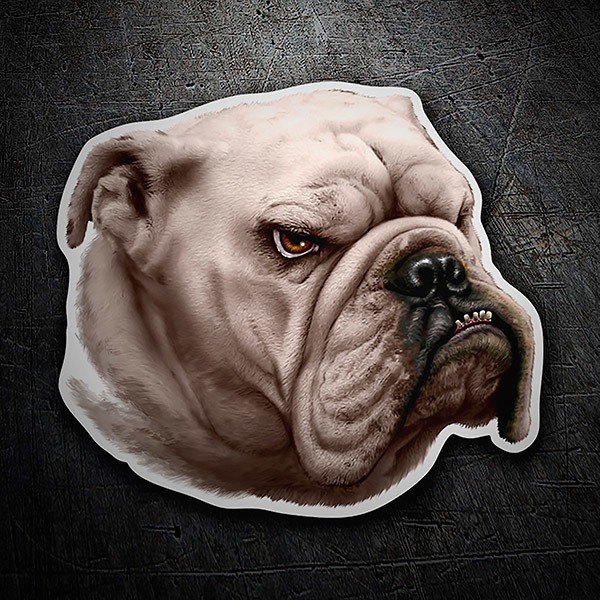Adesivi per Auto e Moto: Bulldog Inglese