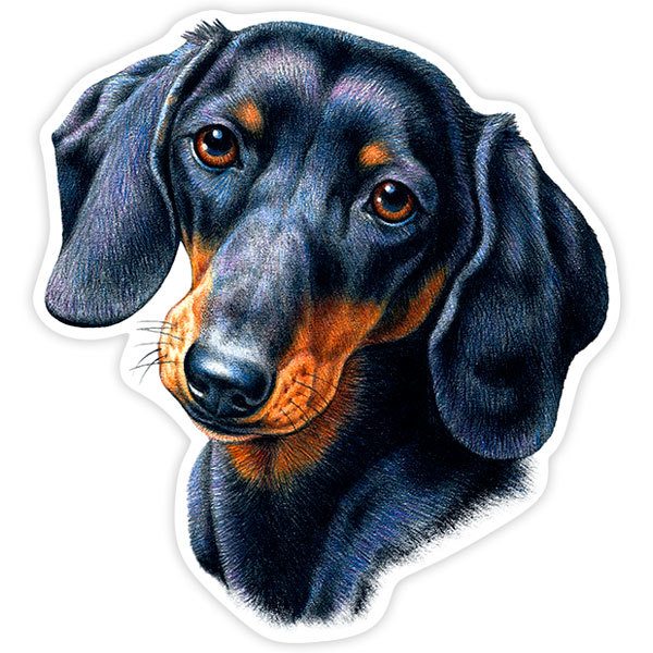 Adesivi per Auto e Moto: Dachshund