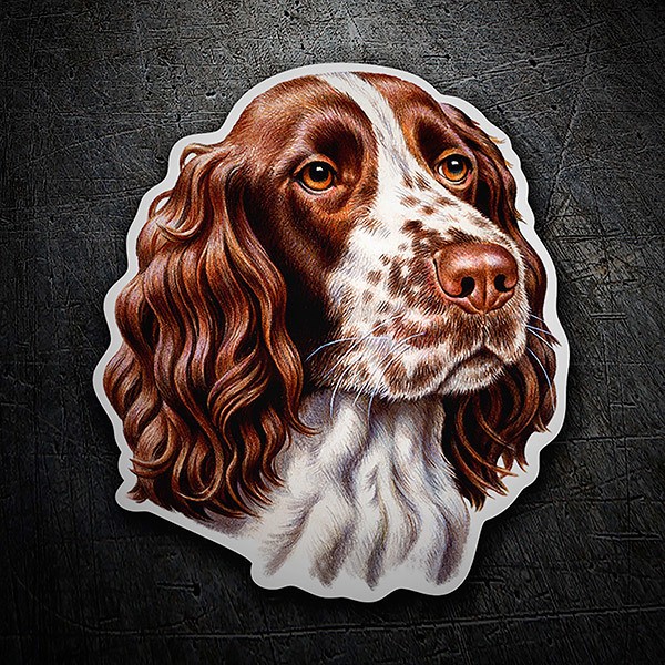 Adesivi per Auto e Moto: English Springer Spaniel