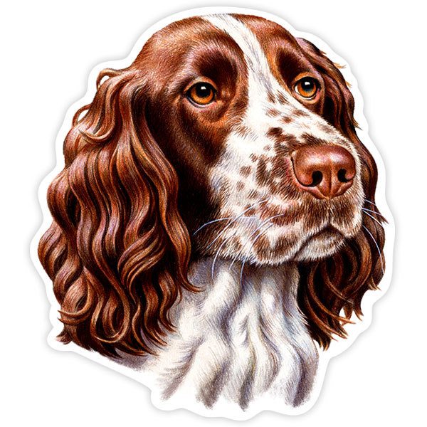 Adesivi per Auto e Moto: English Springer Spaniel