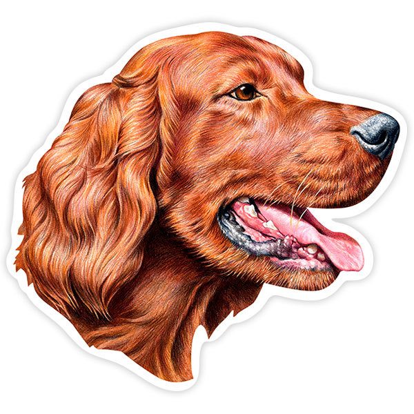 Adesivi per Auto e Moto: Irish Setter