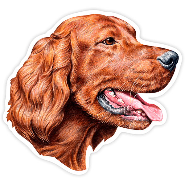 Adesivi per Auto e Moto: Irish Setter