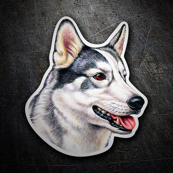Adesivi per Auto e Moto: Husky Siberiano
