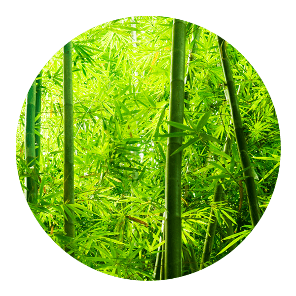 Adesivi Murali: Foresta di Bambù 0