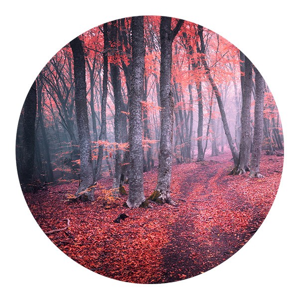 Adesivi Murali: Foresta Rossa
