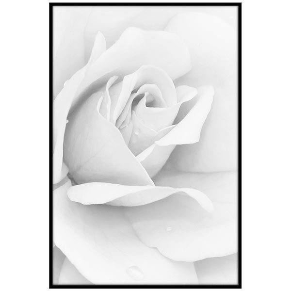 Adesivi Murali: Picture white Rose