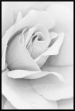 Adesivi Murali: Picture white Rose 3