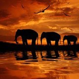 Fotomurali : Elefanti che migrano 3