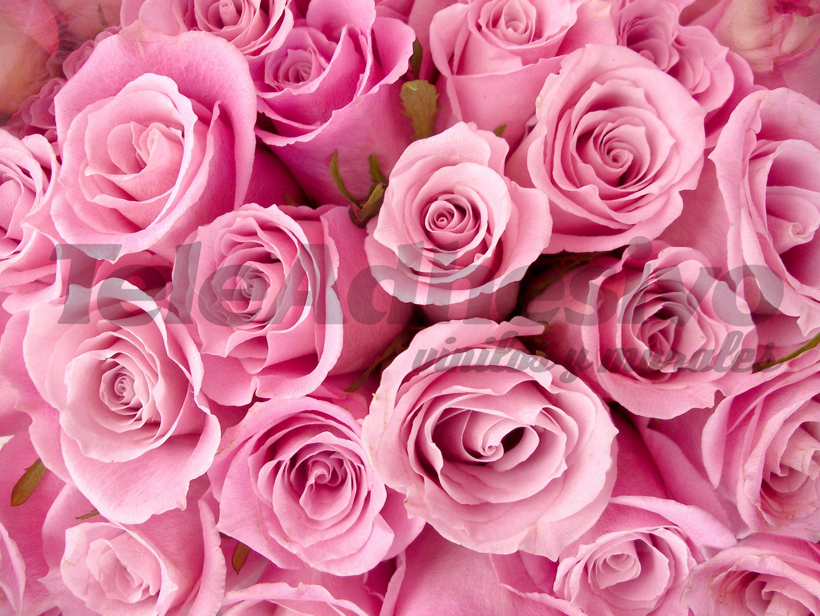Fotomurali : Bouquet di Rose