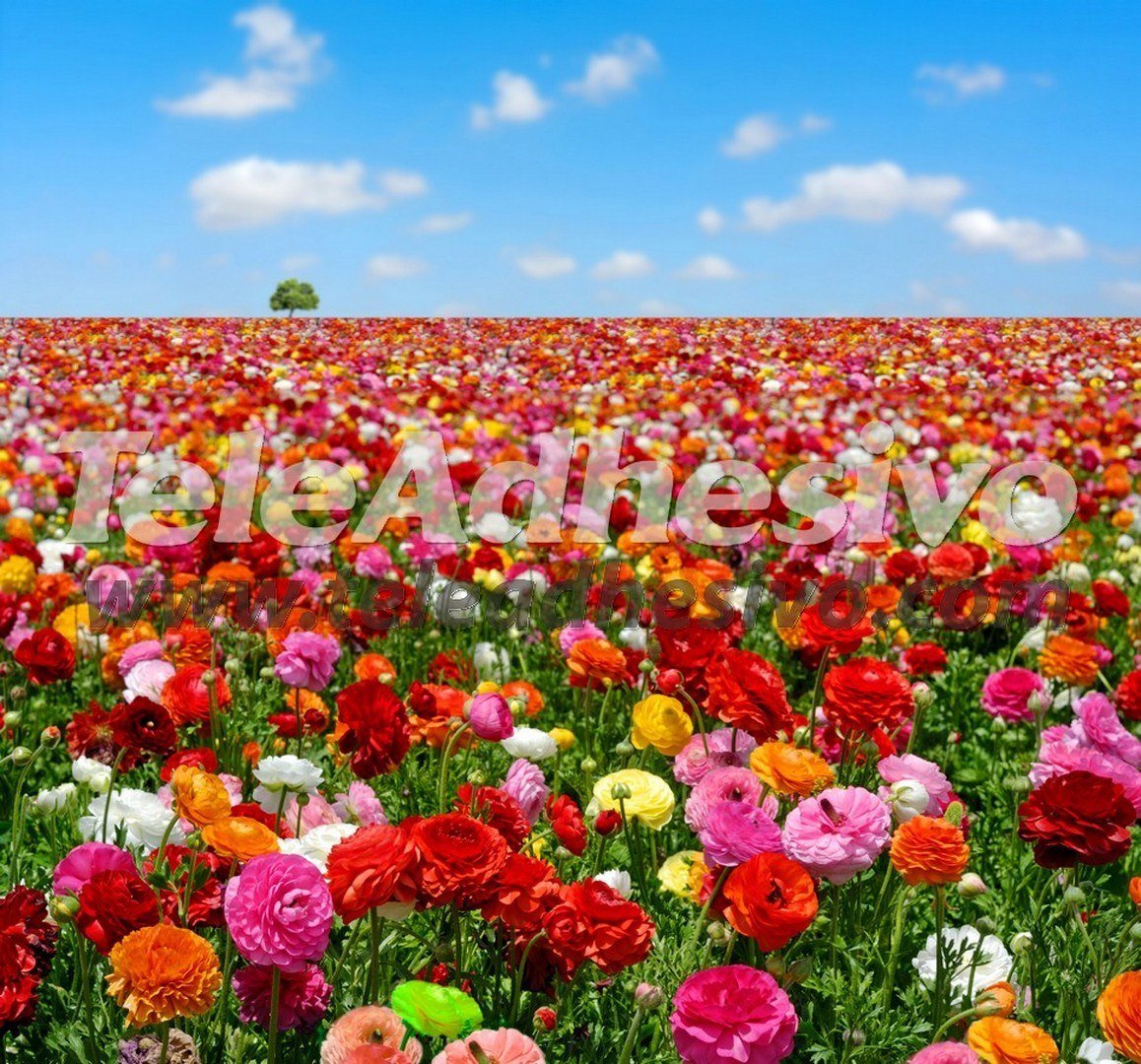 Fotomurali : Campo di fiori