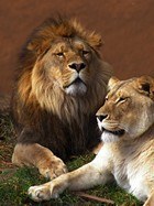 Fotomurali : Leone e leonessa 3