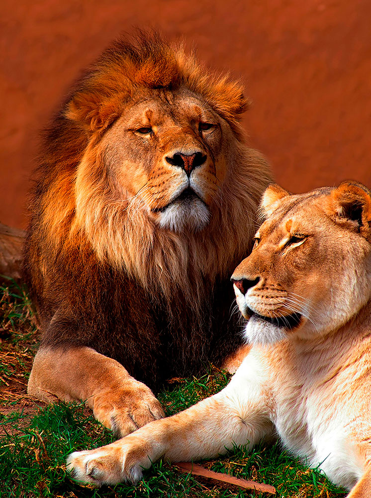 Fotomurali : Leone e leonessa