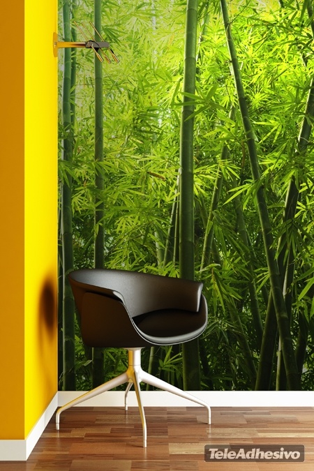 Fotomurali : Bambù