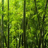Fotomurali : Bambù 4