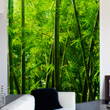Fotomurali : Bambù 5