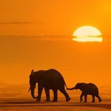 Fotomurali : Vitello madre ed elefante 3
