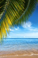 Fotomurali : Spiaggia sotto la palma 3
