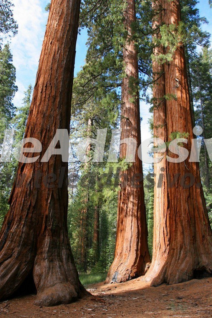 Fotomurali : Foresta di sequoia