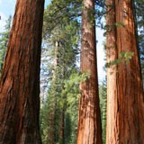 Fotomurali : Foresta di sequoia 3