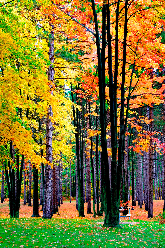 Fotomurali : Foresta autunnale