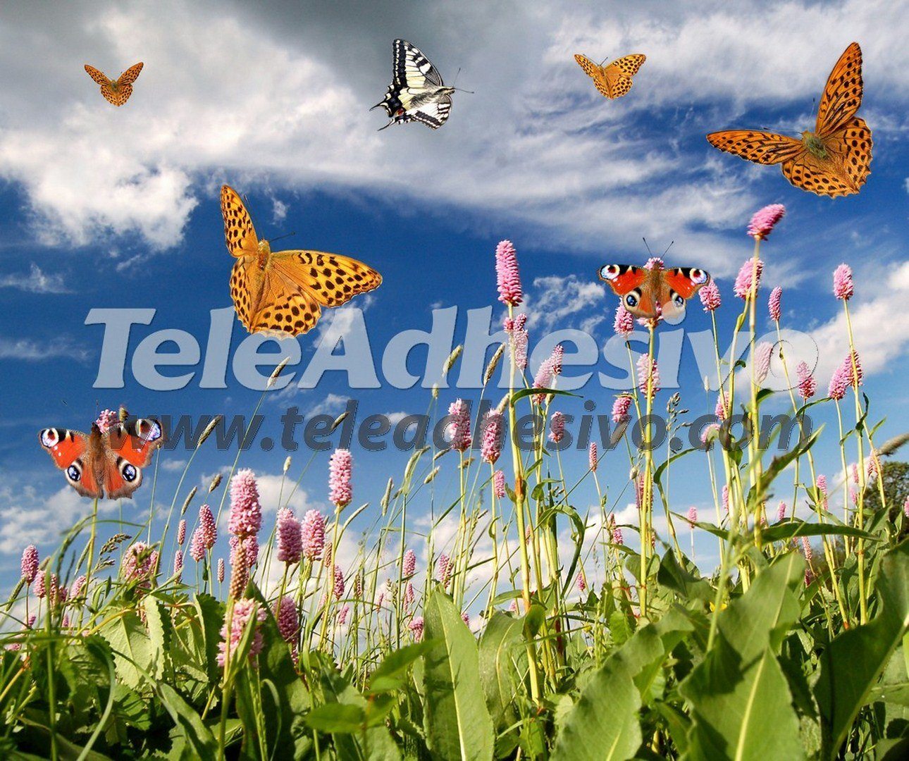Fotomurali : Farfalle