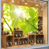 Fotomurali : Foglie 10