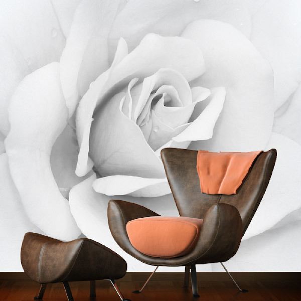 Fotomurali : Rosa bianca Iceberg