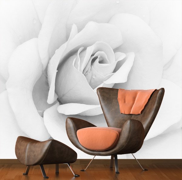Fotomurali: Rosa bianca Iceberg
