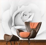 Fotomurali: Rosa bianca Iceberg 2