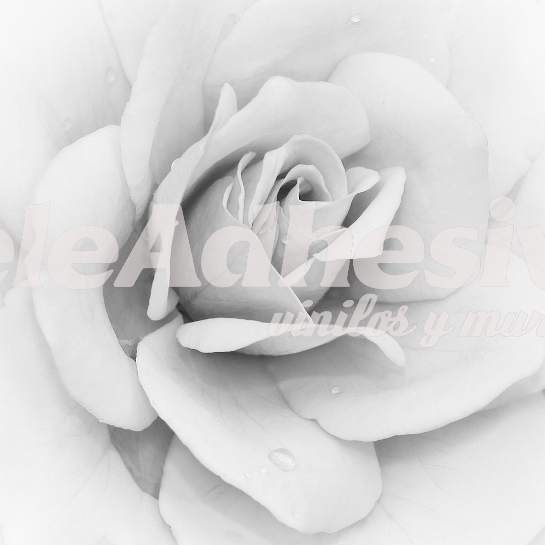 Fotomurali: Rosa bianca Iceberg