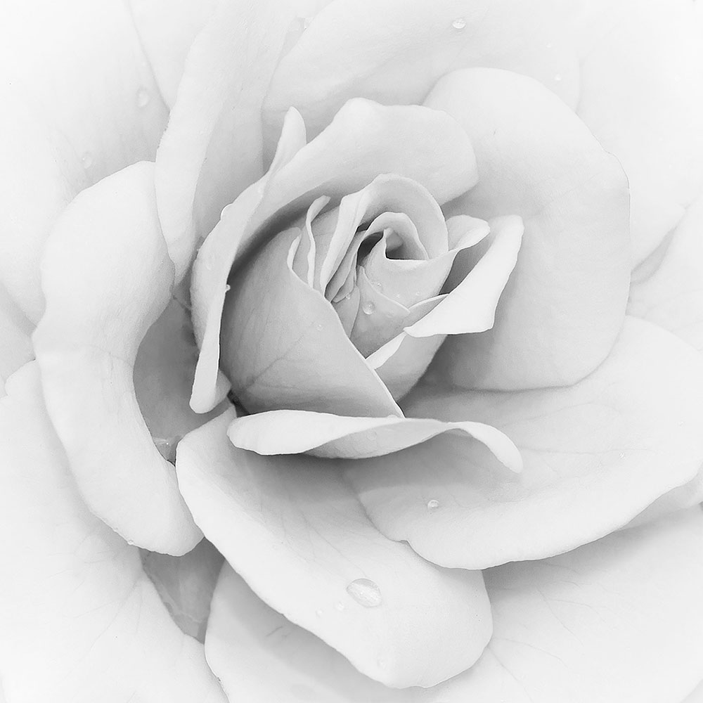 Fotomurali : Iceberg Rosa