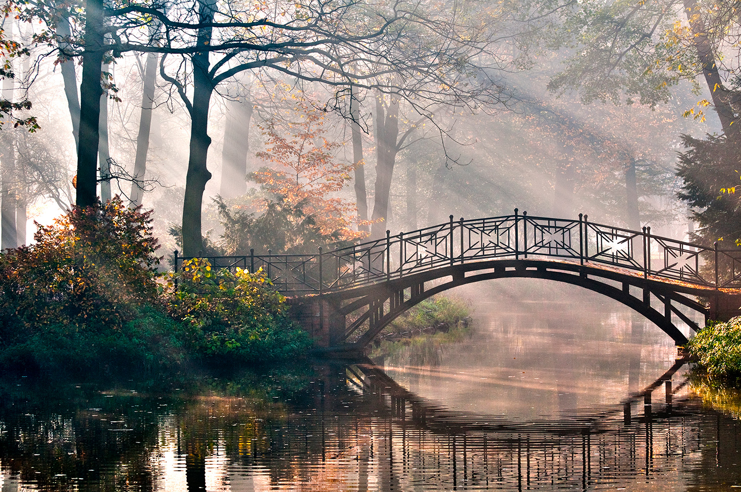Fotomurali : Ponte nella foresta