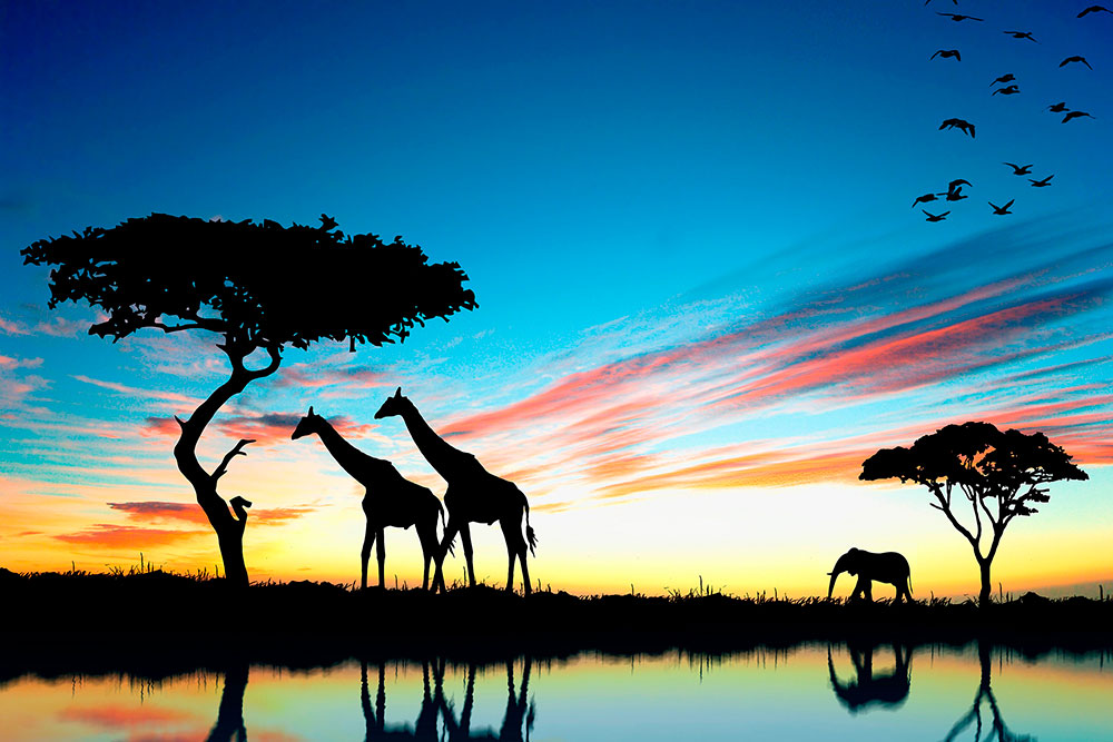 Fotomurali : Tramonto africano