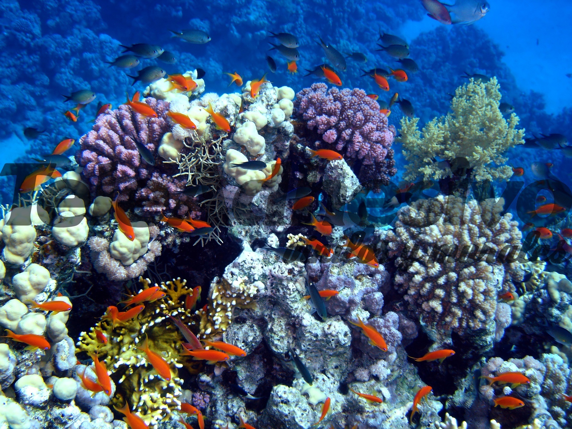 Fotomurali : Nuotare nel corallo