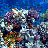 Fotomurali : Nuotare nel corallo 2