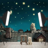 Fotomurali : Gatto sul tetto 16