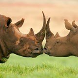 Fotomurali : rinoceronti 3
