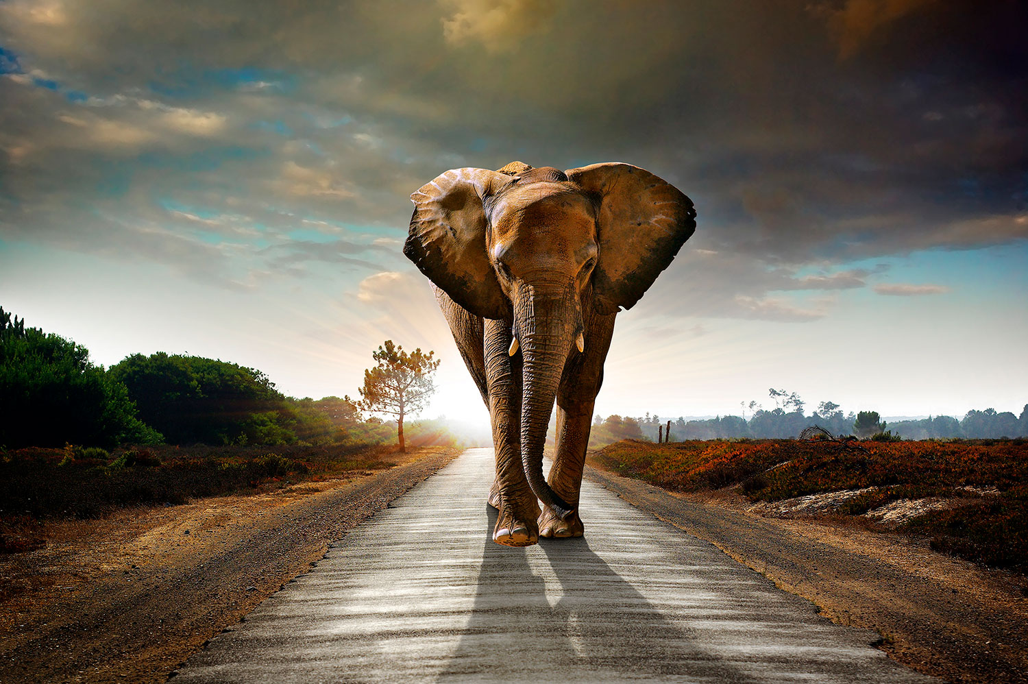 Fotomurali : Elefante