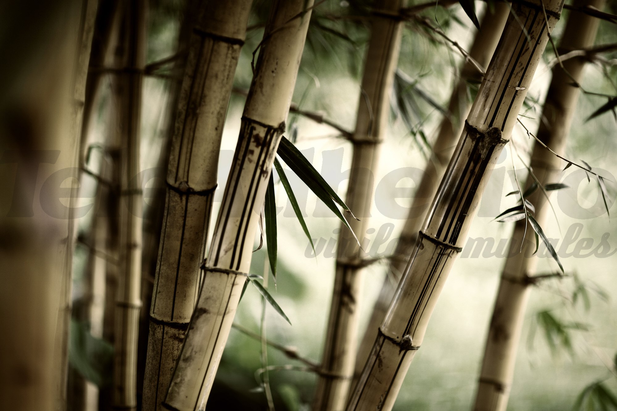 Fotomurali : Bamboo Bianco