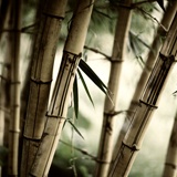Fotomurali : Bamboo Bianco 2