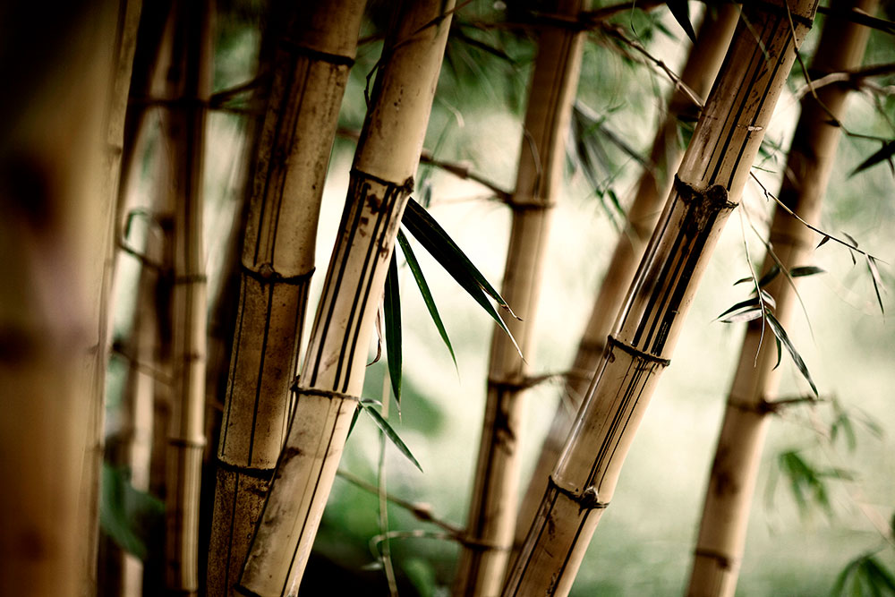 Fotomurali : Bamboo Bianco