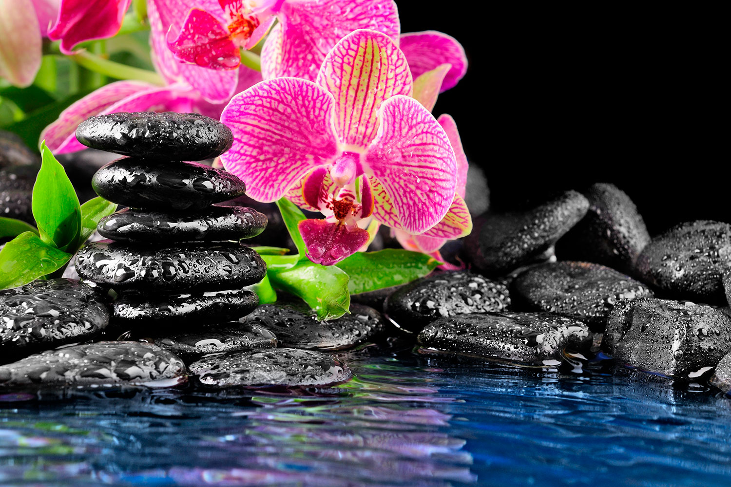 Fotomurali : Orchidea e basalto