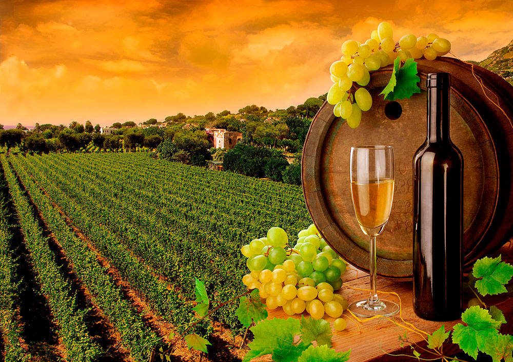 Fotomurali : Vigneti e bottiglie