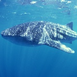 Fotomurali : Squalo balena 2