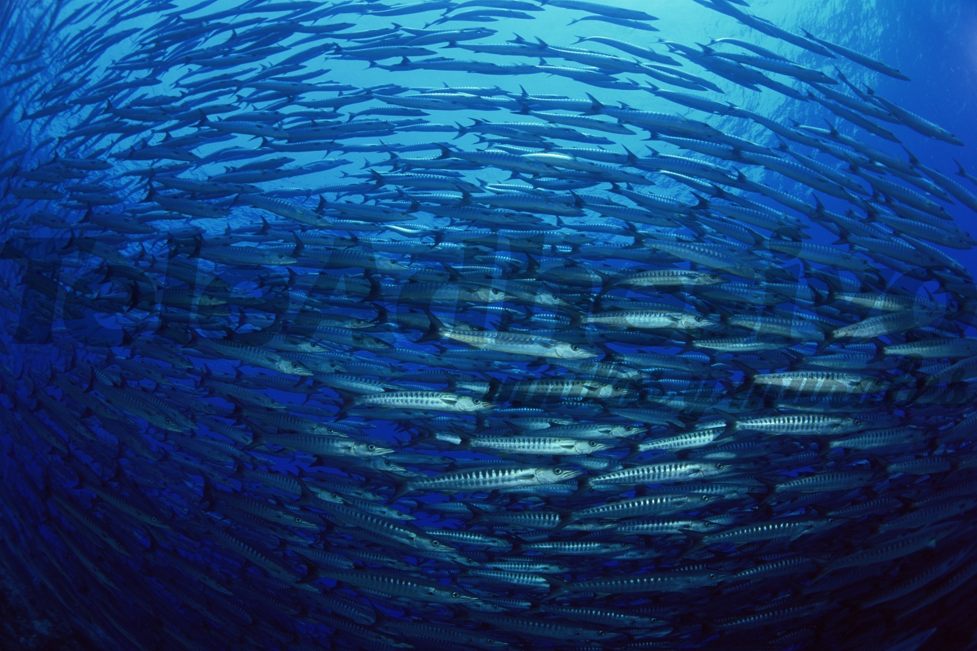 Fotomurali : Scuola di pesce