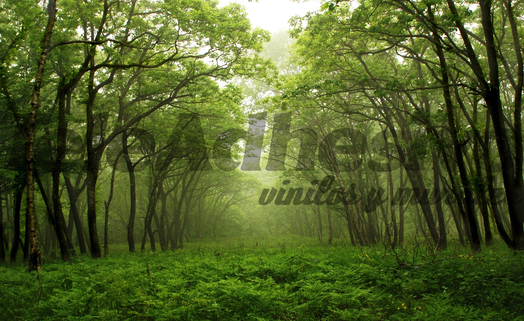 Fotomurali : Foresta verde