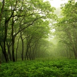 Fotomurali : Foresta verde 2