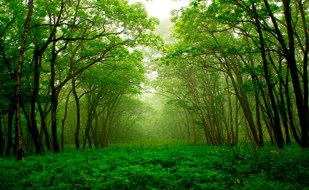 Fotomurali : Foresta verde