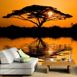 Fotomurali: Acacia africana al tramonto 3